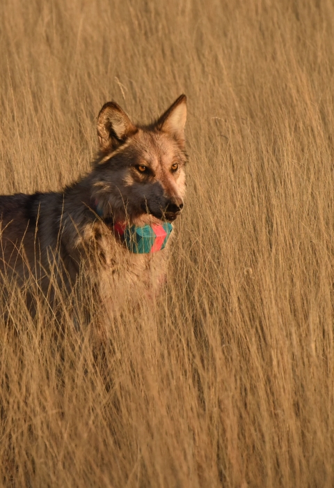 A mexican wolf with a green and red radio collar stands looking at the camera