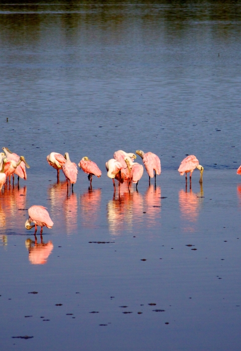 More than a dozen pink wading birds standing in shallow blue water