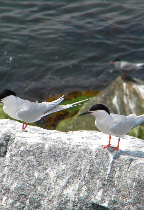 An image of roseate terns on the coast