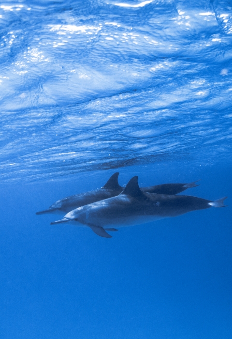 A pair of dolphins (marine mammals with tails and flippers) cruise through blue waters.