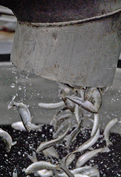 small fish coming out of a steel pipe