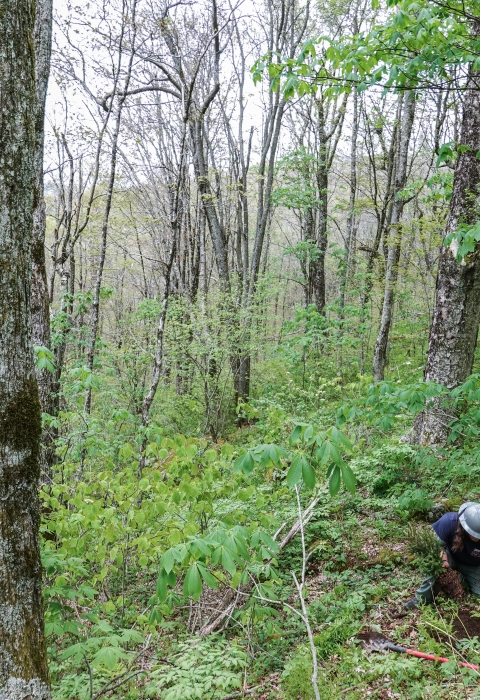 Lone person in a forest, kneeling on the ground planting a tree