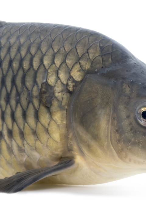 A large round fish with grey and yellowish scales. The fish is photographed against a white backdrop.