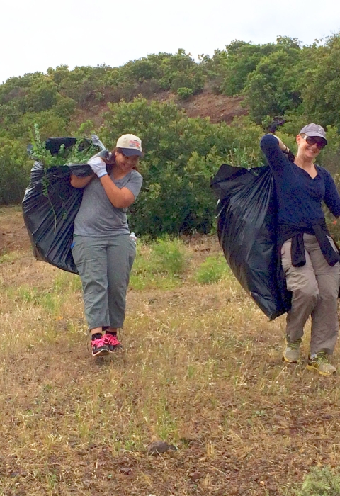 Two women coworkers at OMRON Scientific Technologies haul off invasive French broom from Don Edwards San Francisco Bay Refuge.