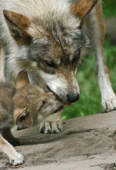 A close image of a Mexican wolf pup licks the mouth of an adult Mexican wolf