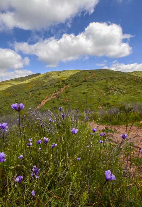 Purple flower with a green hill in background with a cloudy blue sky