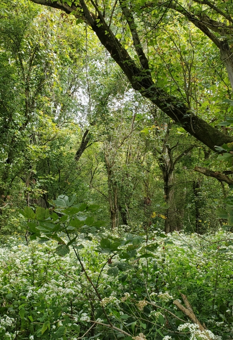 Forest and meadows reclaiming Mill Creek Island