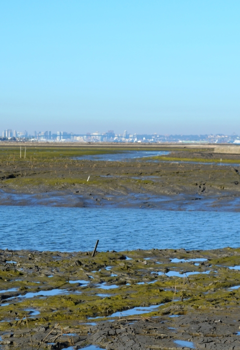Otay River water flows into the newly-breached former salt ponds on the San Diego Bay NWR.