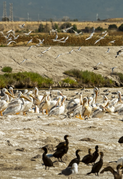 a bunch of different kinds of birds on a beach