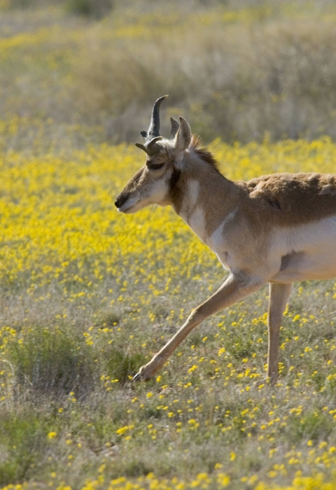 A Sonoran pronghorn runs through a field of yellow flowers.