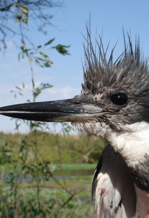 Kingfisher at Stone Lakes National Wildlife Refuge