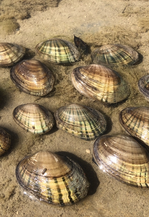 Several Texas fatmucket mussels rest on a sandy beach.