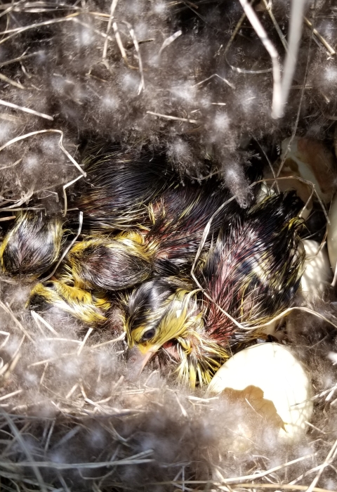 Blue-winged Teal Nest