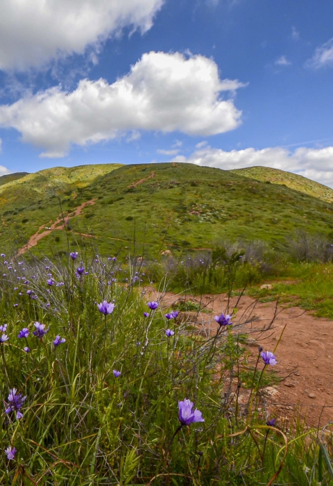 Spring time photo with purple flowers and green grass on mountain. A single trail leads up to the mountain top. 