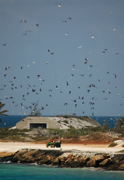 Crazy ant strike team members ride in the back of a tractor as they ride along the coast of Johnston. Seabirds surround them while a cement bunker sits in the back.