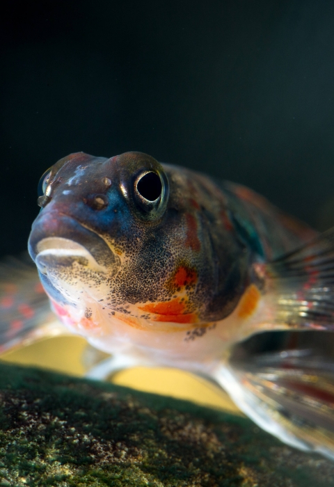 A colorful red and blue fish underwater looking into the camera