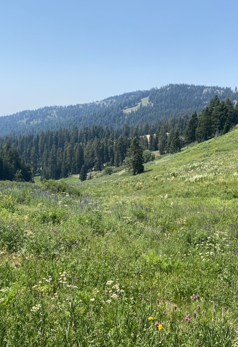 A meadow with hills in the background