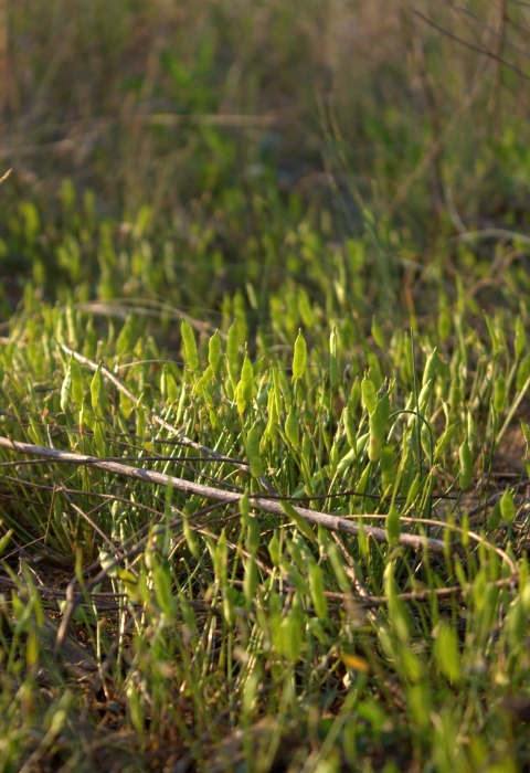 A low growing grass-like plant not currently in bloom.