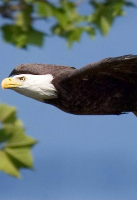 Bald eagle soaring in the clear blue skies.