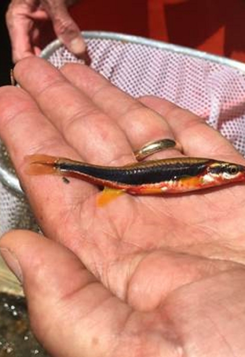 Small fish with black stripe lying on its side in an open hand.