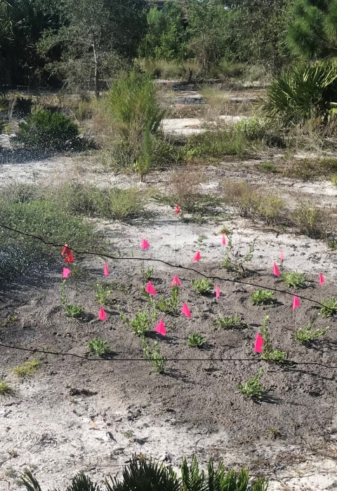 Man with hose waters small plot of plants. All plants marked with small pink flags