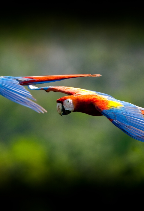 Two scarlet macaws flying past forest