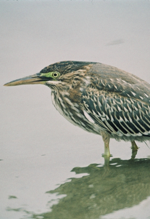 Green-backed heron