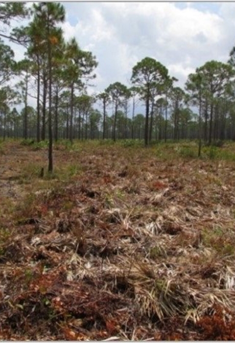 A brown mulch field leading to tall trees aligned across the entire width of the image reaching up towards a cloudy sky.