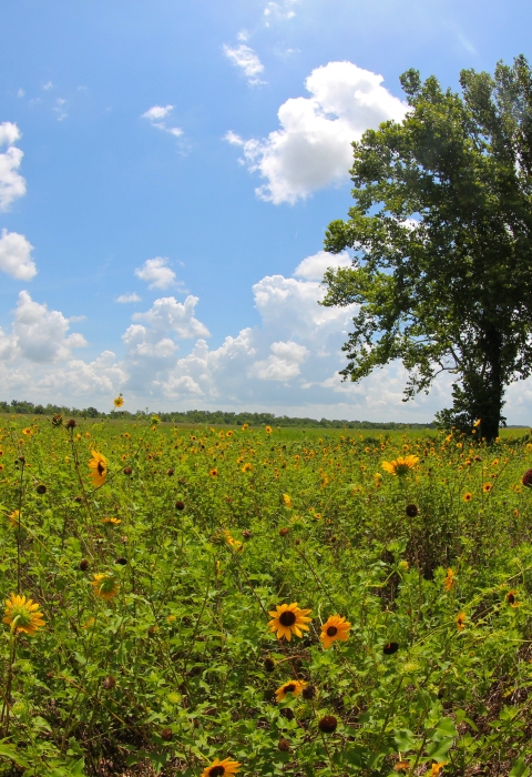A field of yellow wildflowers against a blue sky.