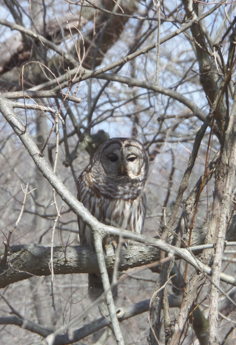 Barred Owl
