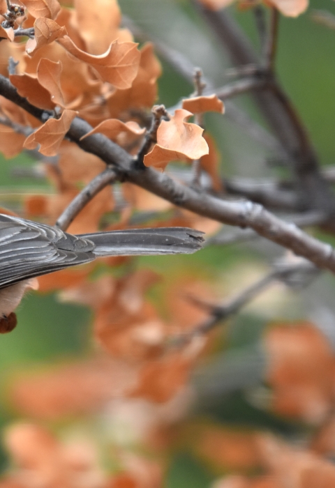 A small white, black and gray bird perched on a tiny branch in a tree with brown leaves