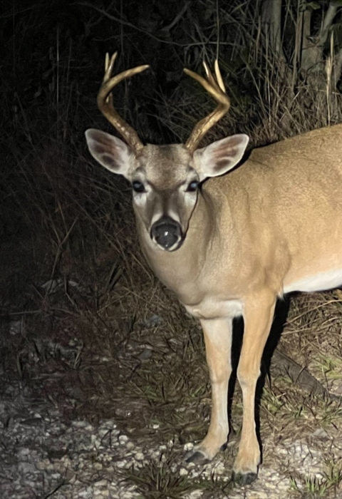 A key deer with a light to dark-brown dorsal (back) side, white belly, and black snout is standing on a patch of grass.
