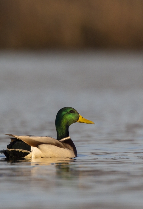 An image of a mallard duck sitting on water.