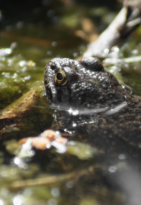 Sierra Nevada yellow-legged frog in pond with its head above the water line