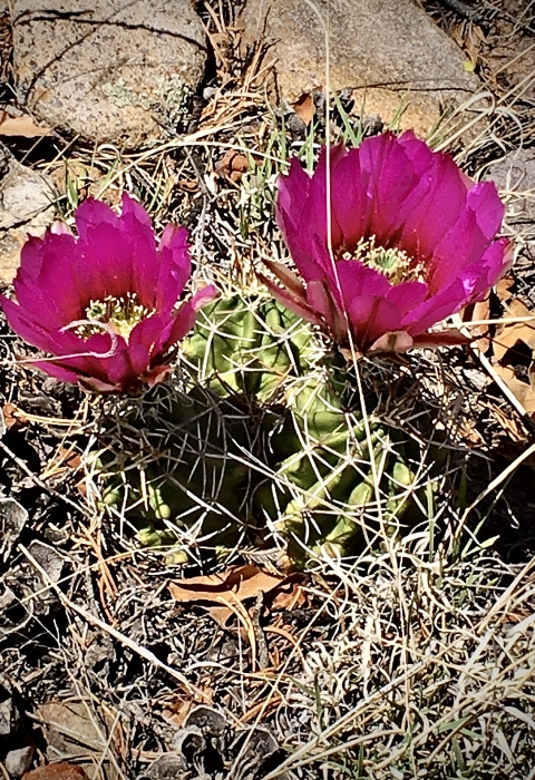 Two pink flowers bloom on a pair of Kuenzler hedgehog cacti
