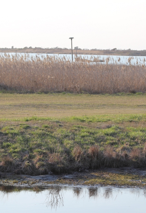 View across open water, short green grass, and brown phragmites reeds