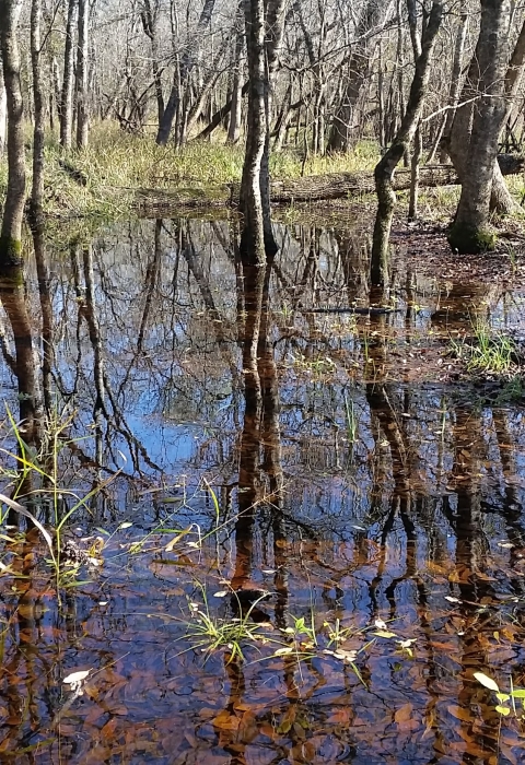 forest wetlands at San Bernard National Wildlife Refuge