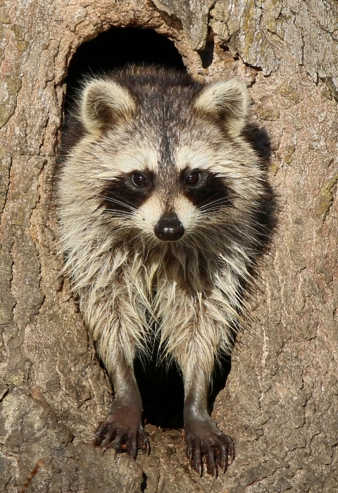 Raccoon standing in tree hollow