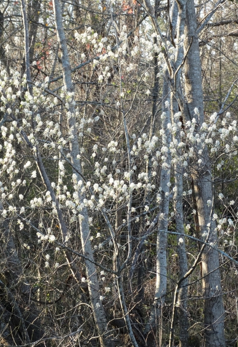 White flowering small tree on the edge of a forest