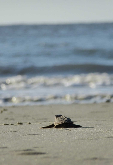 A tiny loggerhead hatchling hustles towards the ocean.