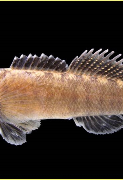 Relict Darter