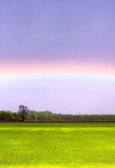 A rainbow over a bright green field