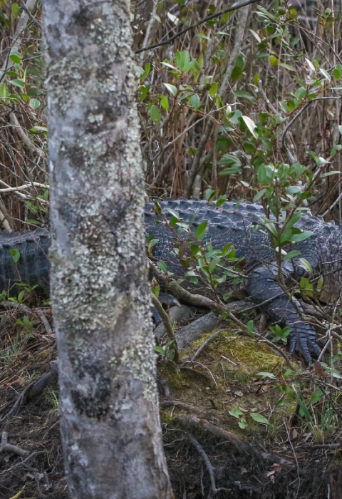 Alligator crawling through brush in forest