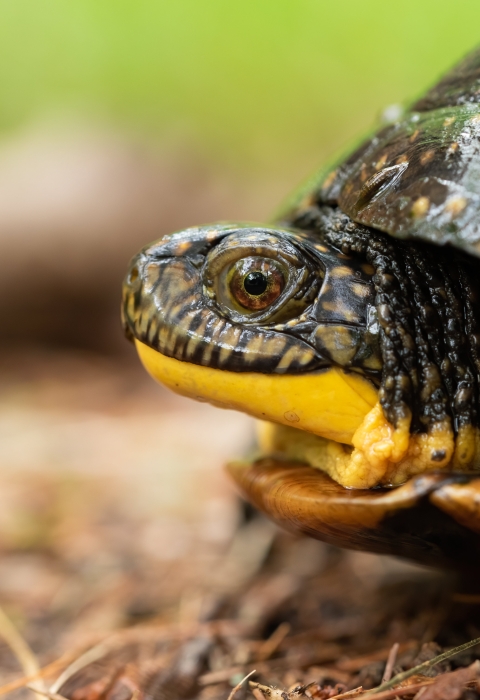 Close up of a Blanding's Turtle, its face and front legs are peeking through its shell