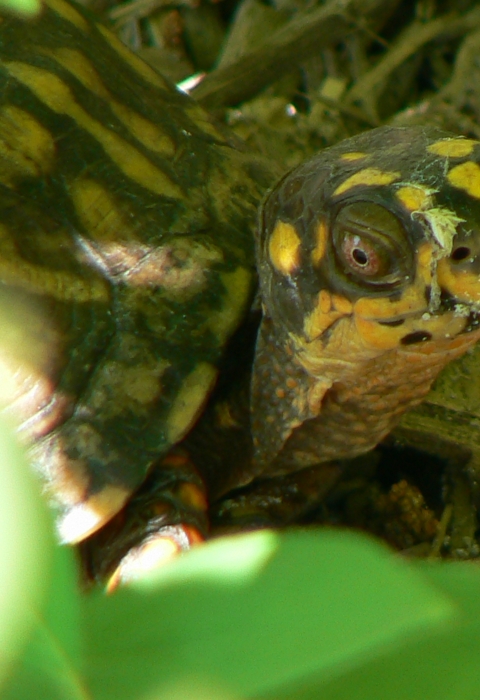 A turtle crouches on the forest floor