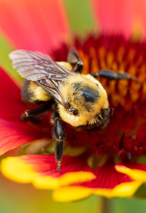 A bumble bee on a bright red and yellow flower