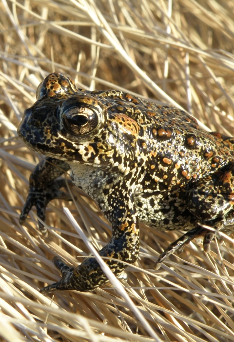 A small spotted brown and black toad on dry grass. 