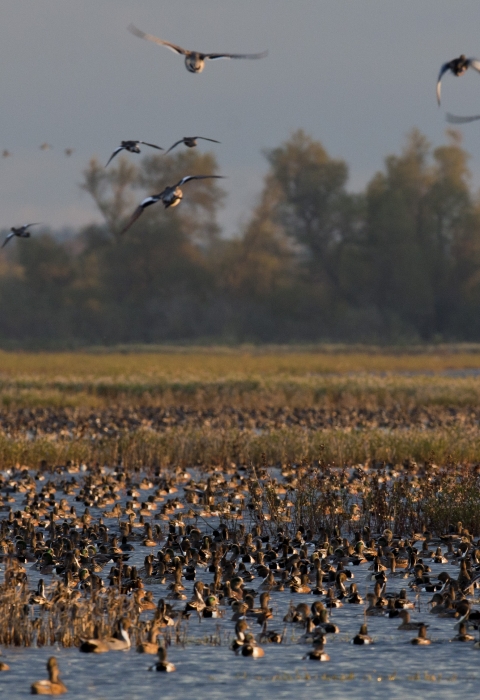 ducks and geese mostly in water with 9 flying. trees in background