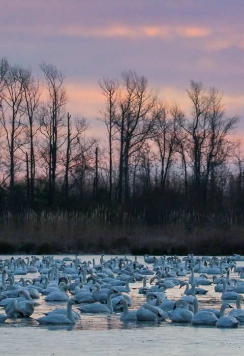 Tundra swans float on icy lake in January sunrise light
