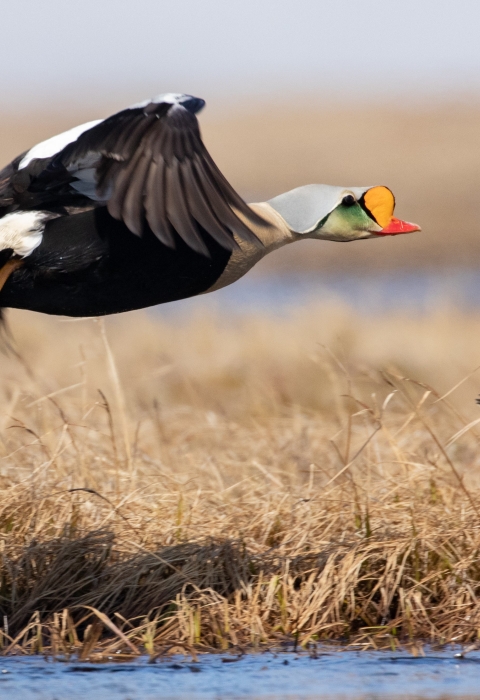 two birds flying over brown grass